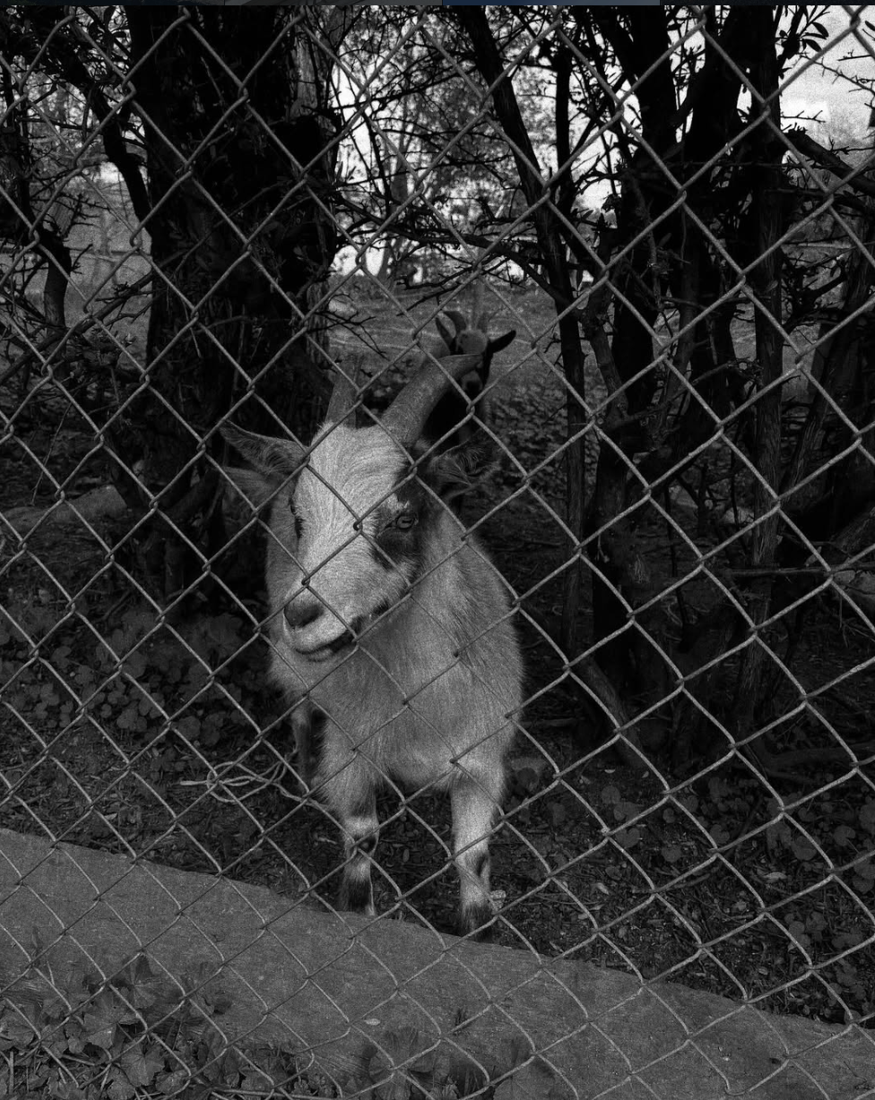 Image description